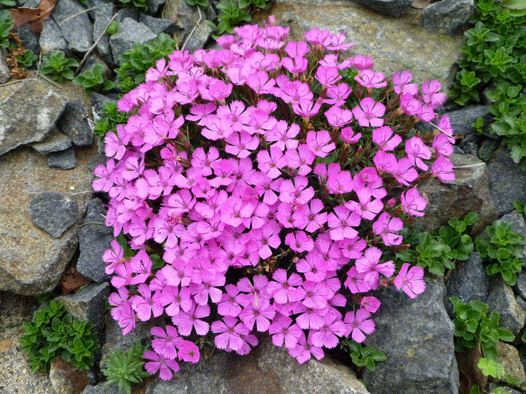 Dianthus 'Eileen Lever'